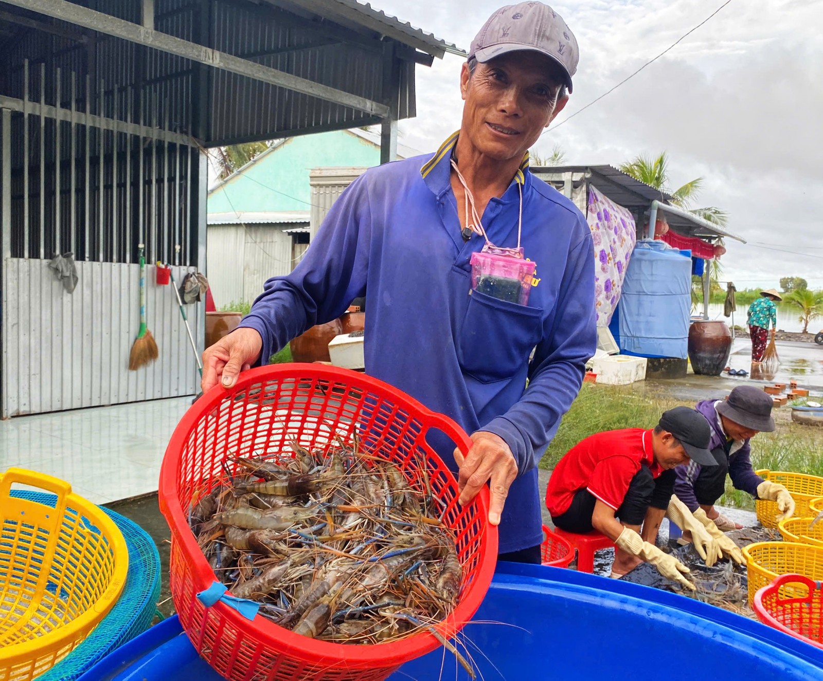 Vụ tôm trúng mùa